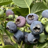 Puru PBR - Highbush blueberry - Puru PBR - Vaccinium corymbosum