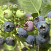 Puru PBR - Голубика высокорослая - Puru PBR - Vaccinium corymbosum