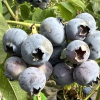 Toro - Highbush blueberry - Toro - Vaccinium corymbosum