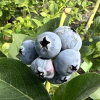 Toro - Highbush blueberry - Toro - Vaccinium corymbosum