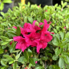 Elfriede - Japanese azalea - Elfriede - Rhododendron