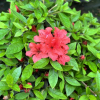 Evita - Japanese azalea - Evita - Rhododendron