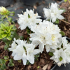 Kermesina Alba - Japanische Azalee - Kermesina Alba - Rhododendron