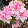 Kermesina Rosé - Azalee - Kermesina Rosé - Rhododendron