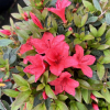 Marilee - Japanese azalea - Marile - Rhododendron