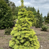 Abies concolor 'Wintergold' - White fir - Abies concolor 'Wintergold'