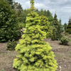 Abies concolor 'Wintergold' - jodła kalifornijska - Abies concolor 'Wintergold'