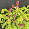 Picea abies 'Acrocona Anna' - Eль обыкновенная - Picea abies 'Acrocona Anna'