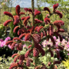 Picea abies 'Rydal' -  świerk pospolity - Picea abies 'Rydal'