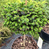 Picea omorika 'Nana' - świerk serbski - Picea omorika 'Nana'