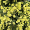 Picea pungens 'Maigold' - Blue spruce - Picea pungens 'Maigold'