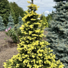 Picea pungens 'Maigold' - Blue spruce - Picea pungens 'Maigold'