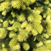 Picea pungens 'Maigold' - Blue spruce - Picea pungens 'Maigold'