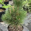 Pinus thunbergii 'Thunerhead' - sosna Thunberga - Pinus thunbergii 'Thunerhead'
