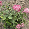 Hydrangea arborescens 'NCHA1' PINK ANNABELLE PBR - smooth hydrangea ; wild hydrangea ; sevenbark ; sheep flower - Hydrangea arborescens 'NCHA1' PINK ANNABELLE PBR