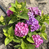 Hydrangea macrophylla 'Diva Fiore' PBR - Bigleaf hydrangea - Hydrangea macrophylla 'Diva Fiore'