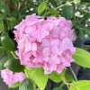 Hydrangea macrophylla 'Maja' PBR - Bauernhortensie - Hydrangea macrophylla 'Maja' PBR