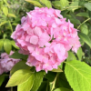 Hydrangea macrophylla 'Maja' PBR - Bigleaf hydrangea - Hydrangea macrophylla 'Maja' PBR