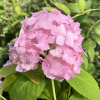 Hydrangea macrophylla 'Maja' PBR - Bigleaf hydrangea - Hydrangea macrophylla 'Maja' PBR