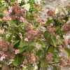 Hydrangea paniculata 'PIIHPI' BABY LACE PBR- Rispenhortensie - Hydrangea paniculata 'PIIHPI' BABY LACE PBR