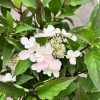 Hydrangea paniculata 'PIIHPI' BABY LACE PBR- hortensja bukietowa - Hydrangea paniculata 'PIIHPI' BABY LACE PBR