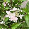 Hydrangea paniculata 'PIIHPI' BABY LACE PBR- Rispenhortensie - Hydrangea paniculata 'PIIHPI' BABY LACE PBR