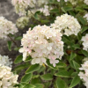 Hydrangea paniculata 'Bombshell' PBR - Panicle hydrangea - Hydrangea paniculata 'Bombshell' PBR