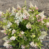 Hydrangea paniculata 'HP0PR013' CANDLELIGHT PBR - Rispenhortensie - Hydrangea paniculata 'HP0PR013' CANDLELIGHT PBR