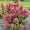 Hydrangea paniculata 'HP0PR013' CANDLELIGHT PBR - Panicle hydrangea - Hydrangea paniculata 'HP0PR013' CANDLELIGHT PBR