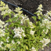 Hydrangea paniculata 'Vlasveld 02' CONFETTI PBR - Panicle hydrangea - Hydrangea paniculata 'Vlasveld 02' CONFETTI PBR