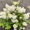 Hydrangea paniculata 'Ren101' DIAMANTINO PBR - Panicle hydrangea - Hydrangea paniculata 'Ren101' DIAMANTINO PBR