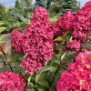 Hydrangea paniculata 'Renba' Fraise Melba PBR - Rispenhortensie - Hydrangea paniculata 'Renba' Fraise Melba PBR