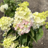 Hydrangea paniculata 'Renba' Fraise Melba PBR - Panicle hydrangea - Hydrangea paniculata 'Renba' Fraise Melba PBR