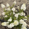 Hydrangea paniculata 'Grandiflora' - hortensja bukietowa - Hydrangea paniculata 'Grandiflora'