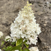 Hydrangea paniculata 'Grandiflora' - Panicle hydrangea - Hydrangea paniculata 'Grandiflora'