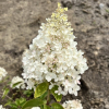 Hydrangea paniculata 'Grandiflora' - hortensja bukietowa - Hydrangea paniculata 'Grandiflora'