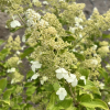 Hydrangea paniculata 'Kyushu' - Rispenhortensie - Hydrangea paniculata 'Kyushu'