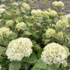 Hydrangea arborescens 'SMNHALR' LIME RICKEY PBR - hortensja drzewiasta ;hortensja krzewiasta ; hortensja krzaczasta - Hydrangea arborescens 'SMNHALR' LIME RICKEY PBR