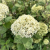 Hydrangea arborescens 'SMNHALR' LIME RICKEY PBR - Smooth Hydrangea - Hydrangea arborescens 'SMNHALR' LIME RICKEY PBR