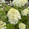 Hydrangea paniculata 'Limelight' PBR - hortensja bukietowa - Hydrangea paniculata 'Limelight' PBR