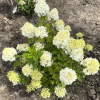 Hydrangea paniculata 'Limelight' PBR - hortensja bukietowa - Hydrangea paniculata 'Limelight' PBR