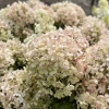 Hydrangea paniculata 'Little Alf' - Rispenhortensie - Hydrangea paniculata 'Little Alf'