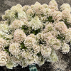 Hydrangea paniculata 'Little Alf' - Rispenhortensie - Hydrangea paniculata 'Little Alf'