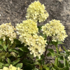 Hydrangea paniculata LITTLE LIME 'Jane' ® - Panicle hydrangea - Hydrangea paniculata LITTLE LIME 'Jane' ®
