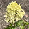 Hydrangea paniculata LITTLE LIME 'Jane' ® - Panicle hydrangea - Hydrangea paniculata LITTLE LIME 'Jane' ®