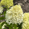 Hydrangea paniculata 'LC NO5' Living Summer Snow PBR- Panicle hydrangea - Hydrangea paniculata 'LC NO5' Living Summer Snow PBR-