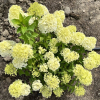 Hydrangea paniculata 'LC NO5' Living Summer Snow PBR- Rispenhortensie - Hydrangea paniculata 'LC NO5' Living Summer Snow PBR-