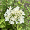 Hydrangea paniculata 'LC NO4' Living Touch Of Pink PBR - Panicle hydrangea - Hydrangea paniculata 'LC NO4' Living Touch Of Pink PBR