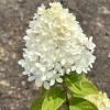 Hydrangea paniculata 'Bokraflame' Magical Candle PBR - Panicle hydrangea - Hydrangea paniculata 'Bokraflame' Magical Candle PBR