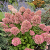 Hydrangea paniculata 'Bokraflame' Magical Candle PBR - Rispenhortensie - Hydrangea paniculata 'Bokraflame' Magical Candle PBR